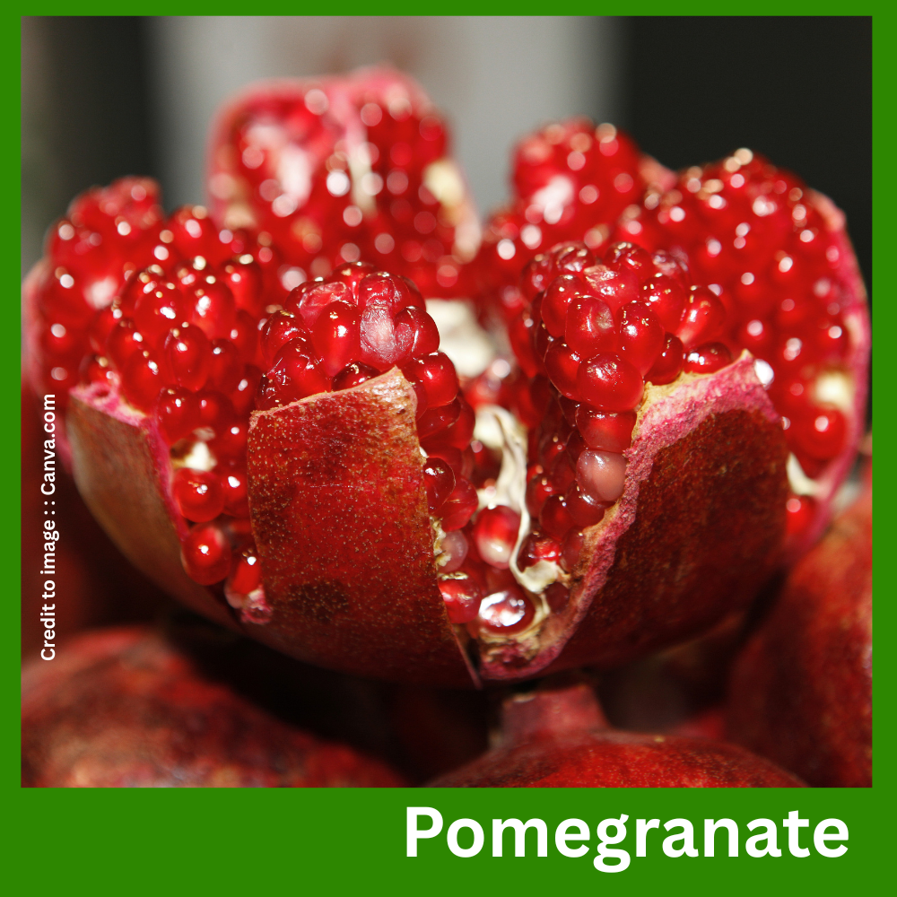 Pomegranate -Prakriti Darshan Nature and Environment Magazine