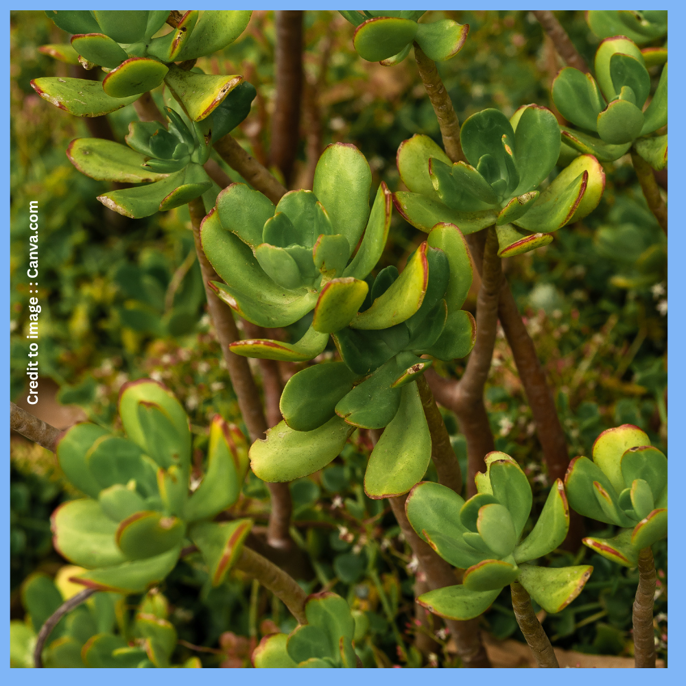 Crassula Plant- Prakriti Darshan Nature and Environment Magazine