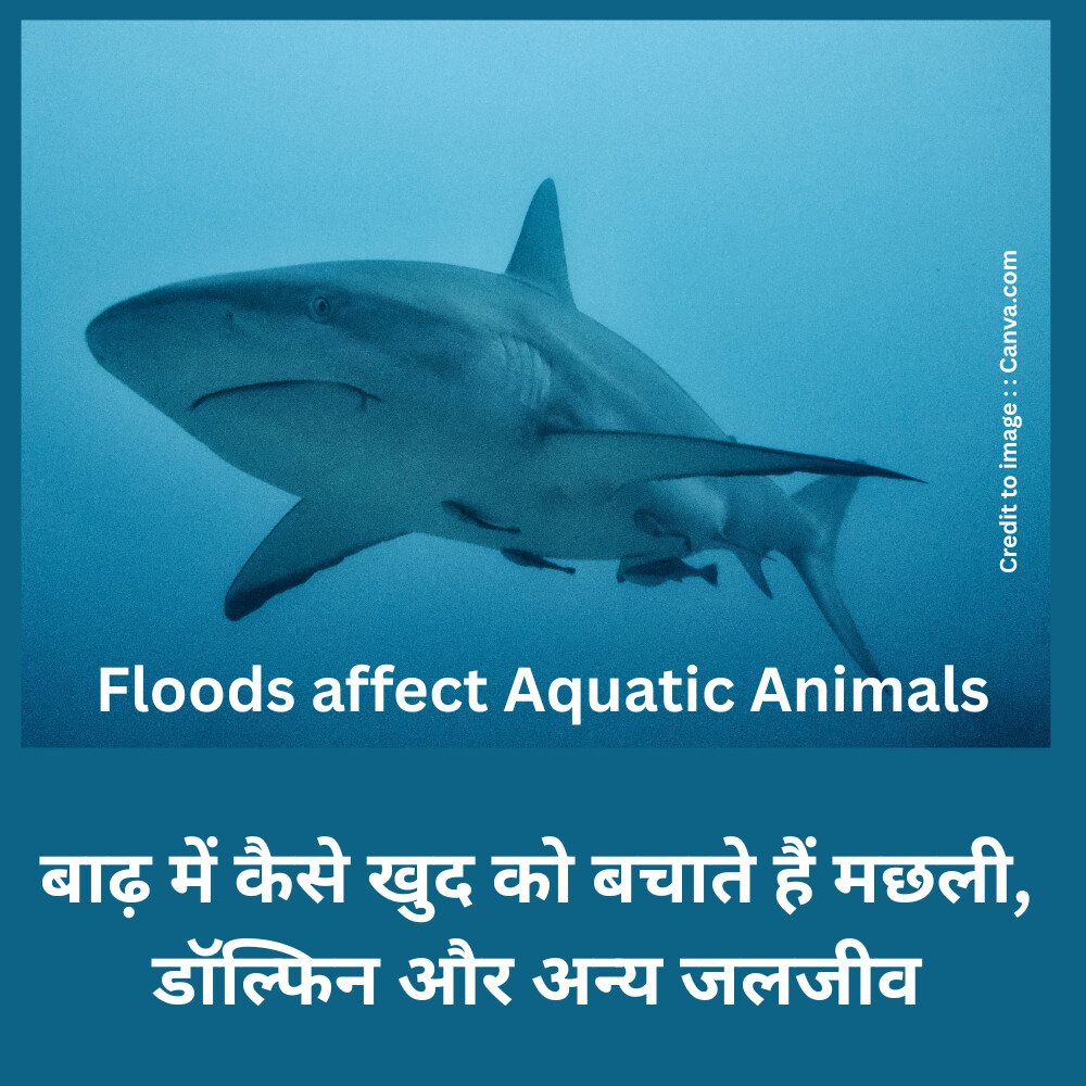 Floods affect aquatic animals -Prakriti Darshan Nature and Environment Magazine