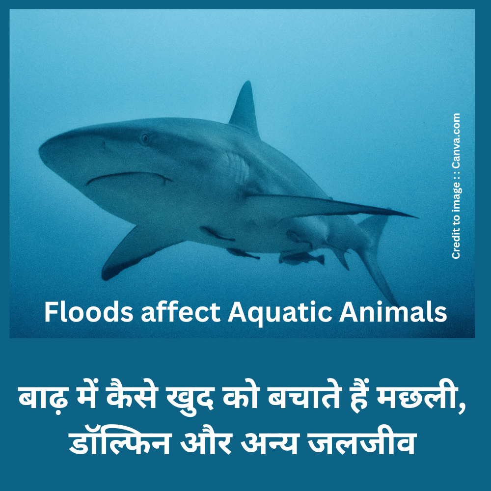 Floods affect aquatic animals -Prakriti Darshan Nature and Environment Magazine