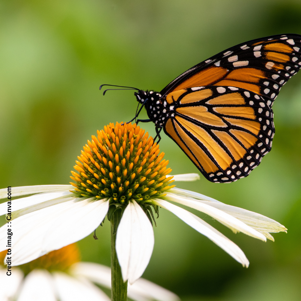 Monarch Butterfly- Prakriti Darshan- Nature and Environment Magazine
