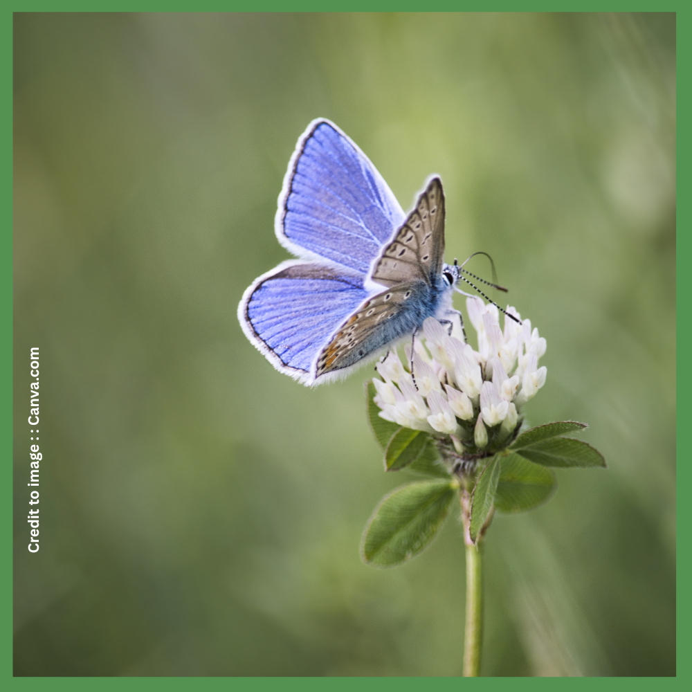 Different Types of Butterflies- Prakriti Darshan- Nature and Environment Magazine 