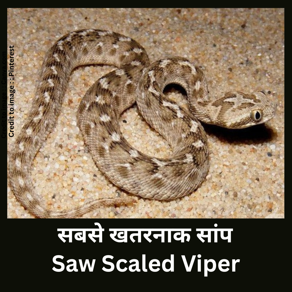 Saw scaled viper - Prakriti Darshan Nature and Environment Magazine