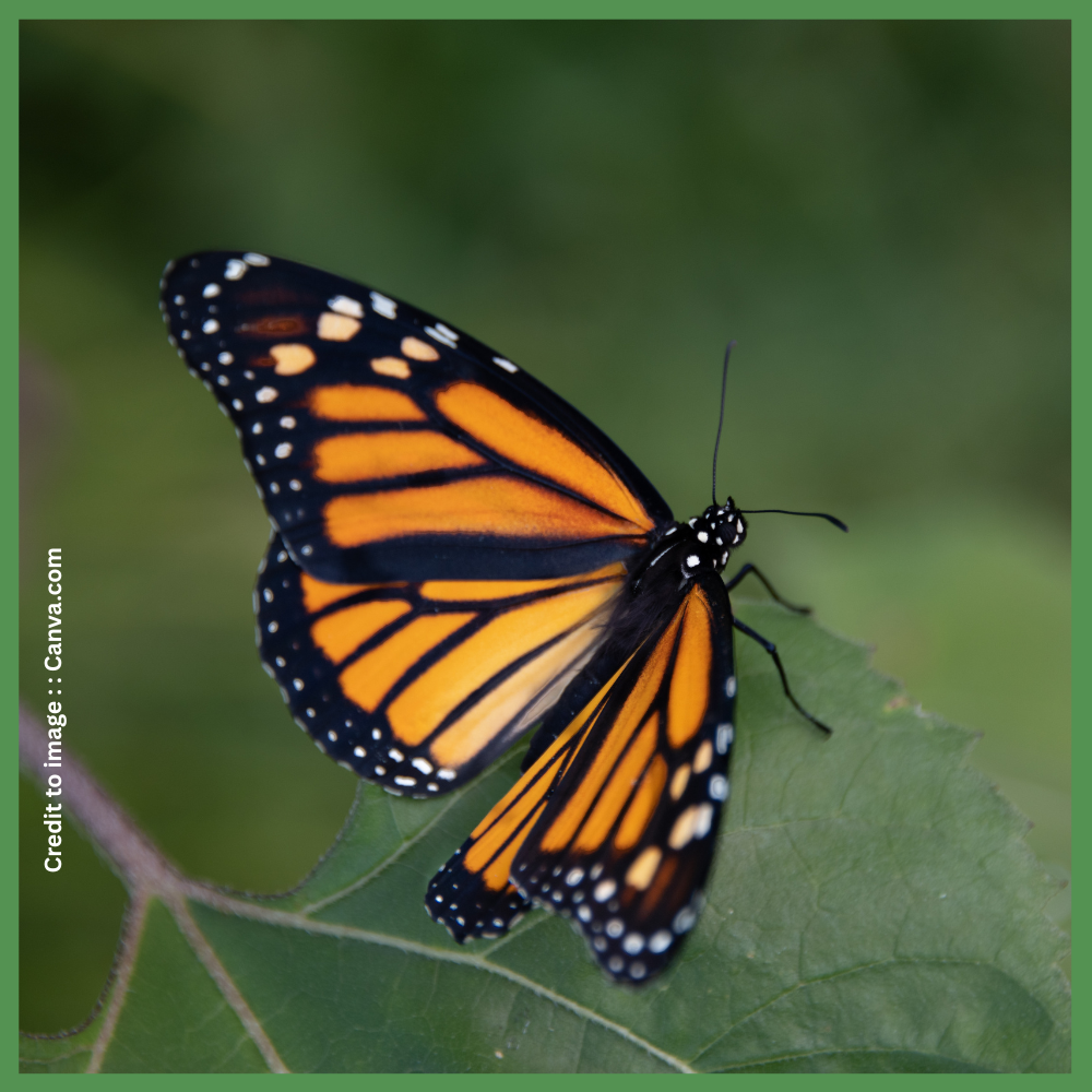 Different Types of Butterflies- Prakriti Darshan- Nature and Environment Magazine 