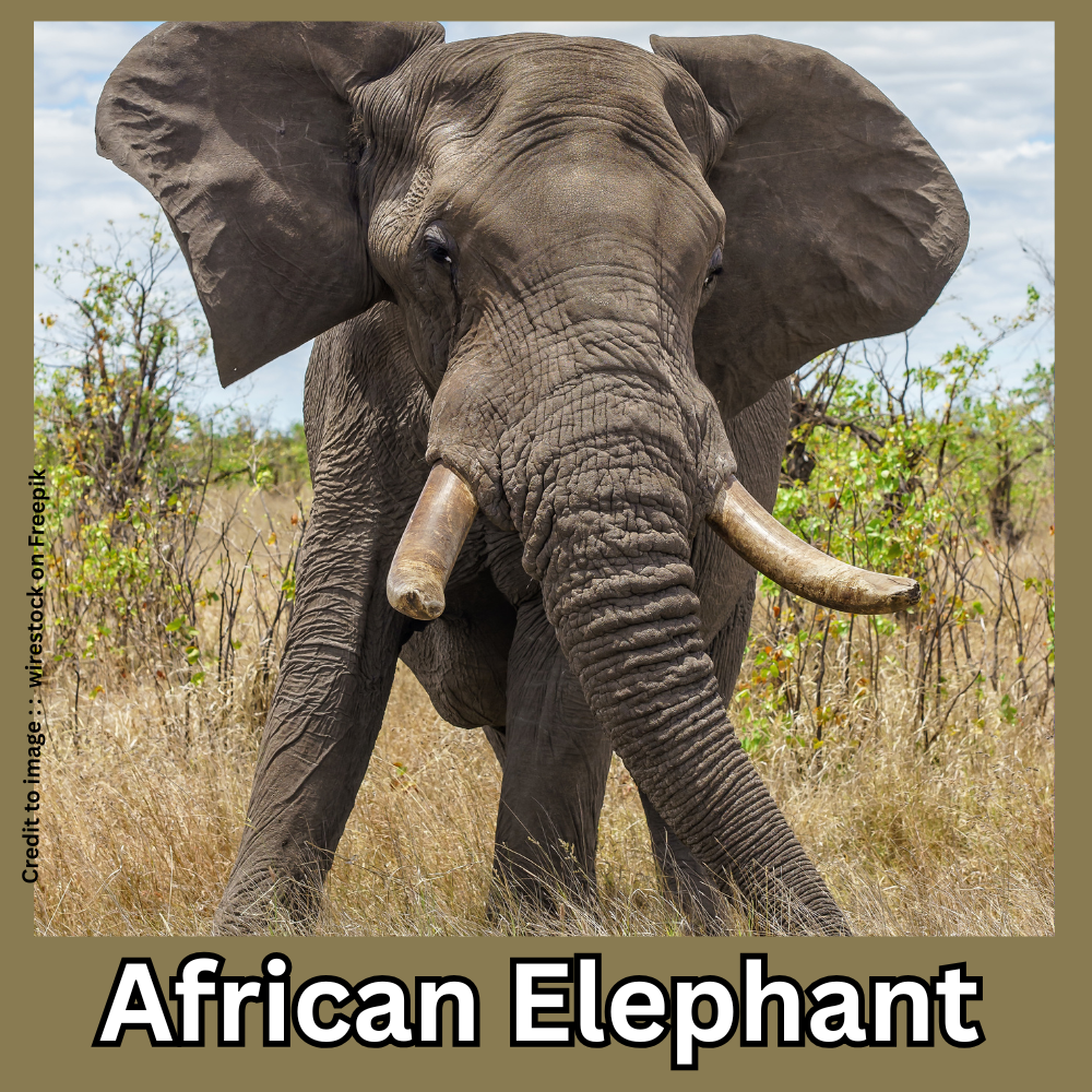 African Elephant - Prakriti Darshan- Nature and Environment Magazine