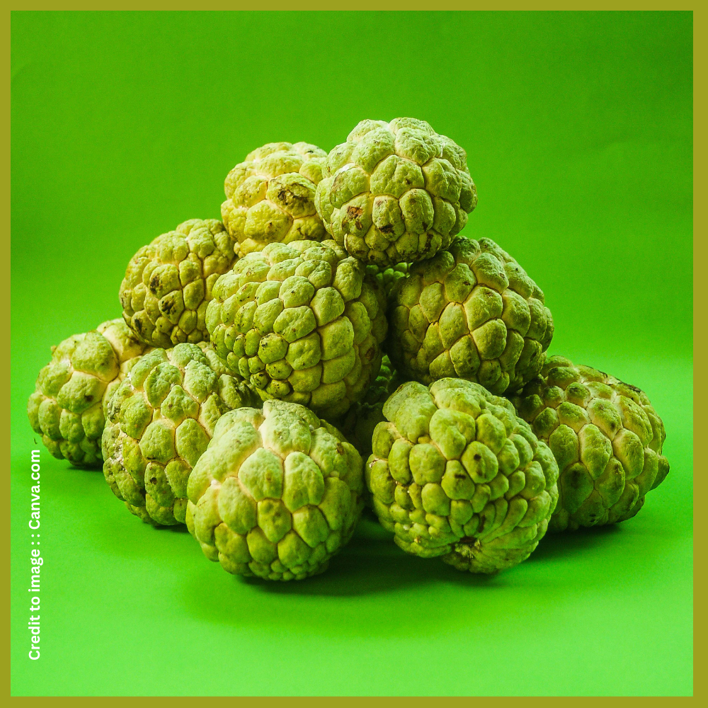 Custard Apple- Prakriti Darshan Nature and Environment Magazine