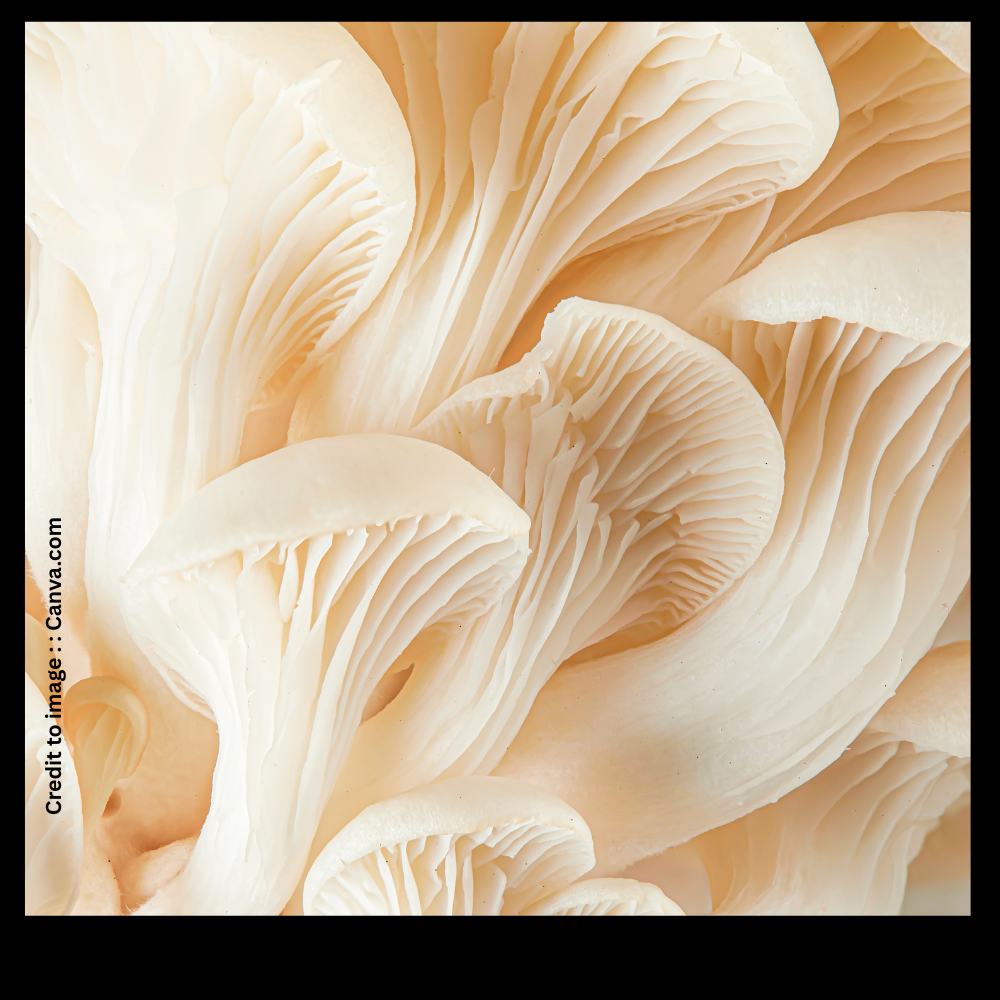 Mushroom- Prakriti Darshan- Nature and Environment Magazine
