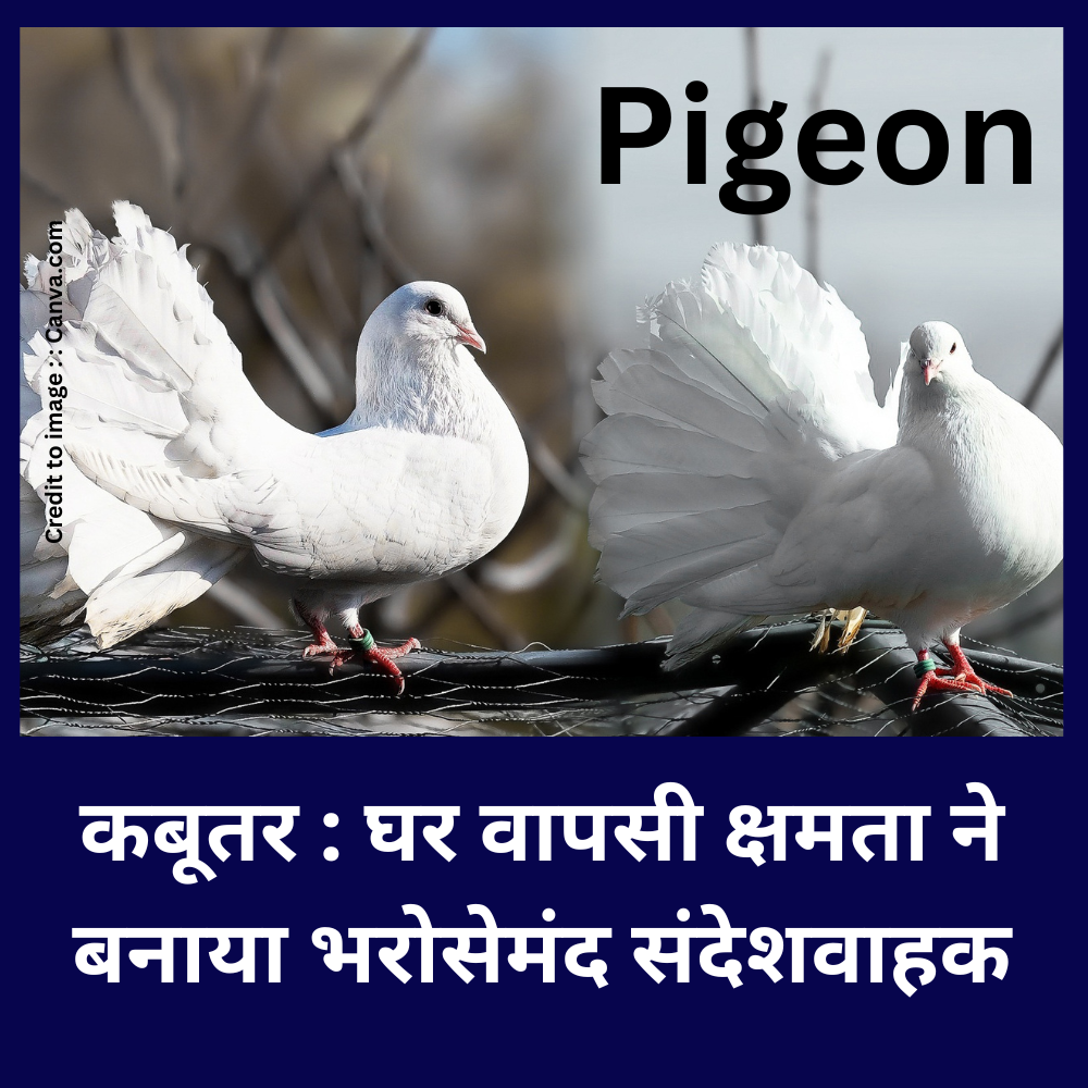 Pigeon -Prakriti Darshan Nature and Environment Magazine