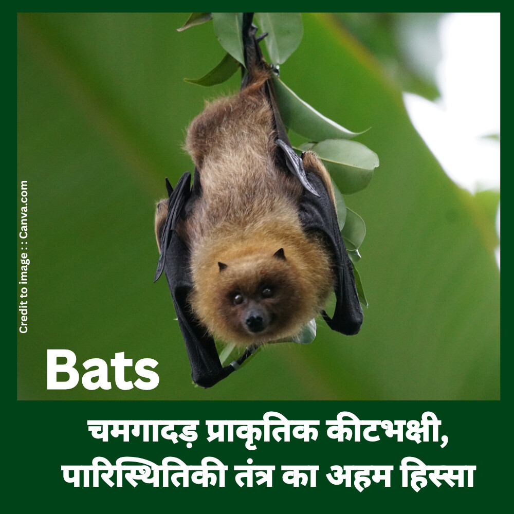 Bats-Prakriti Darshan Nature and Environment Magazine