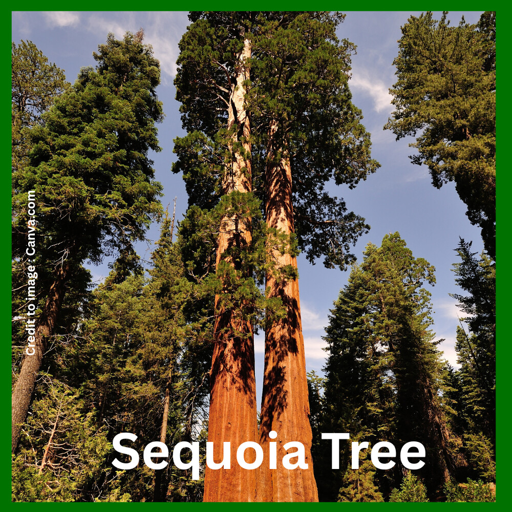 Sequoia Tree- Prakriti Darshan- Nature and Environment Magazine