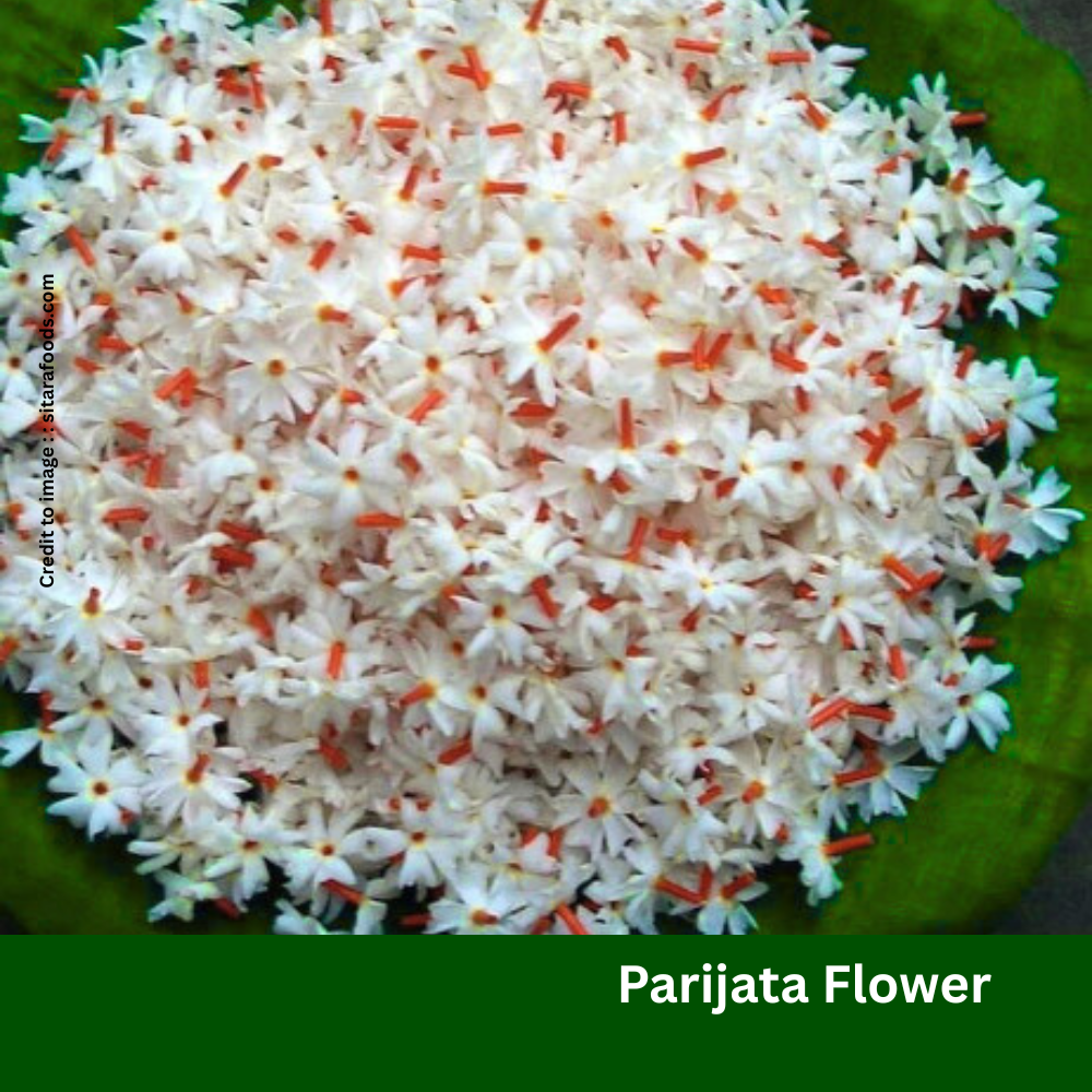 Parijata Flower- Prakriti Darshan- Nature and Environment Magazine