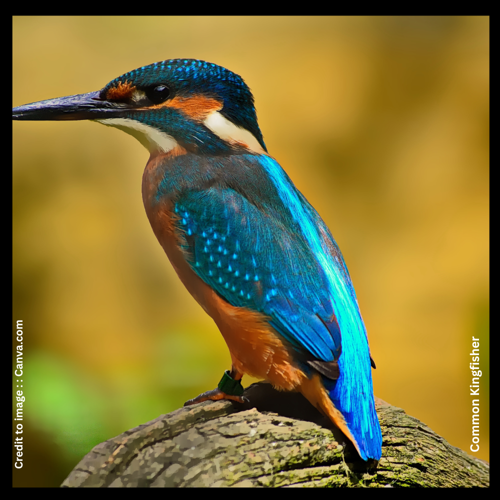 Nongsaya Lake Biodiversity Survey- Prakriti Darshan- Nature and Environment Magazine