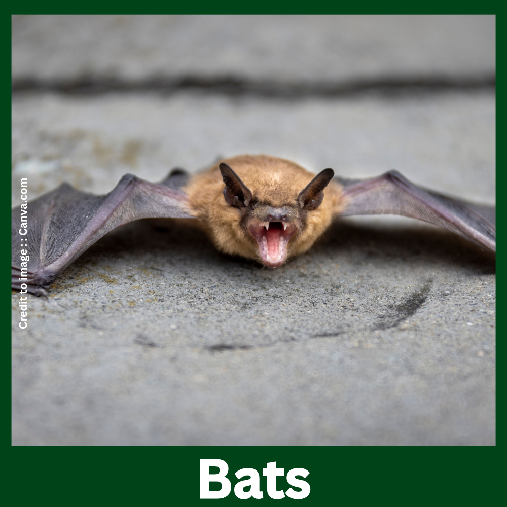 Bats-Prakriti Darshan Nature and Environment Magazine