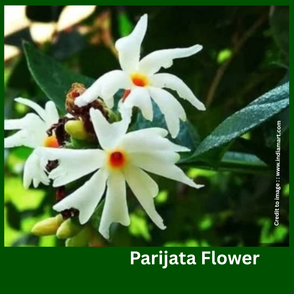Parijata Flower- Prakriti Darshan- Nature and Environment Magazine
