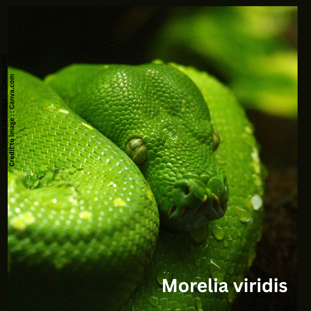 Saw scaled viper - Prakriti Darshan Nature and Environment Magazine