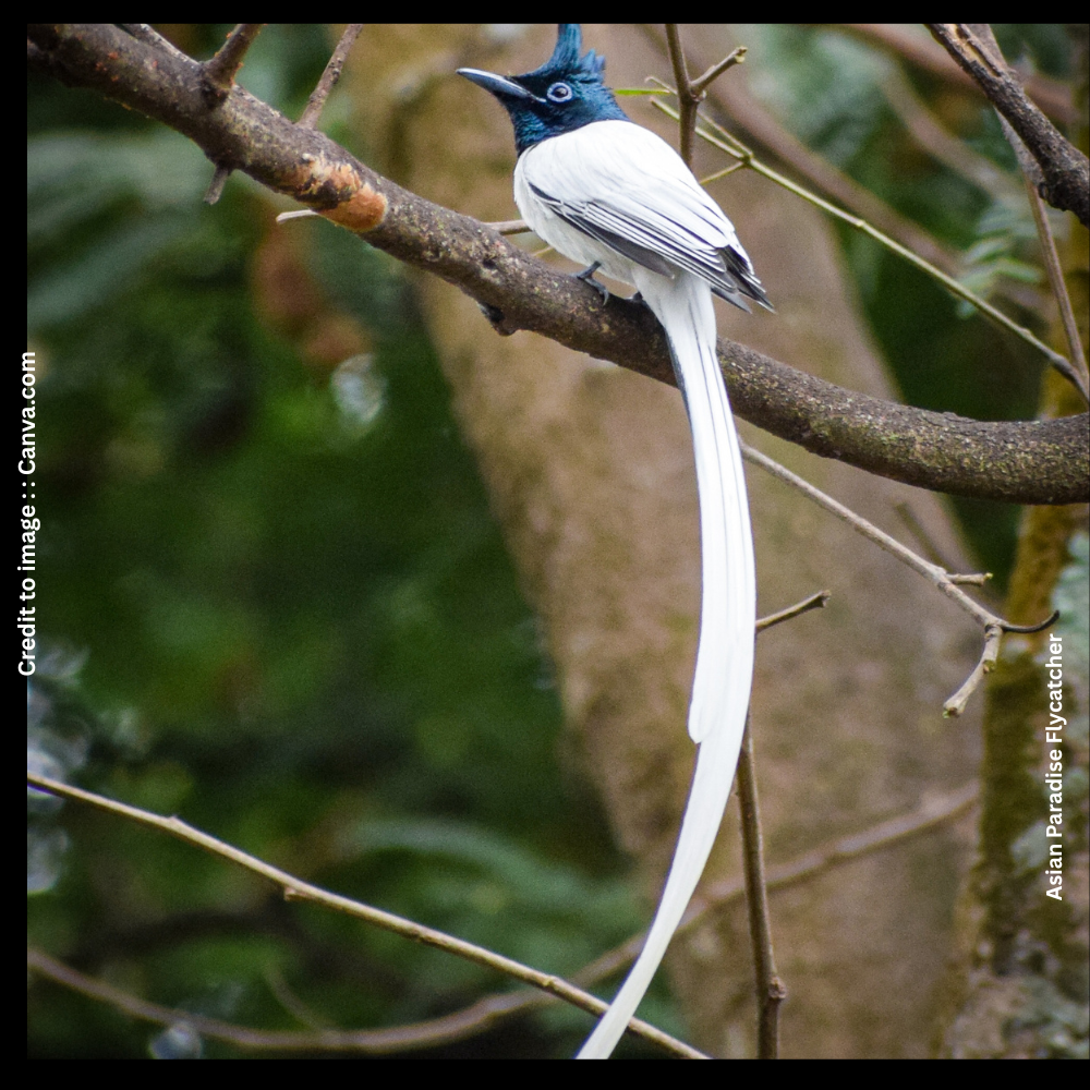 Nongsaya Lake Biodiversity Survey- Prakriti Darshan- Nature and Environment Magazine
