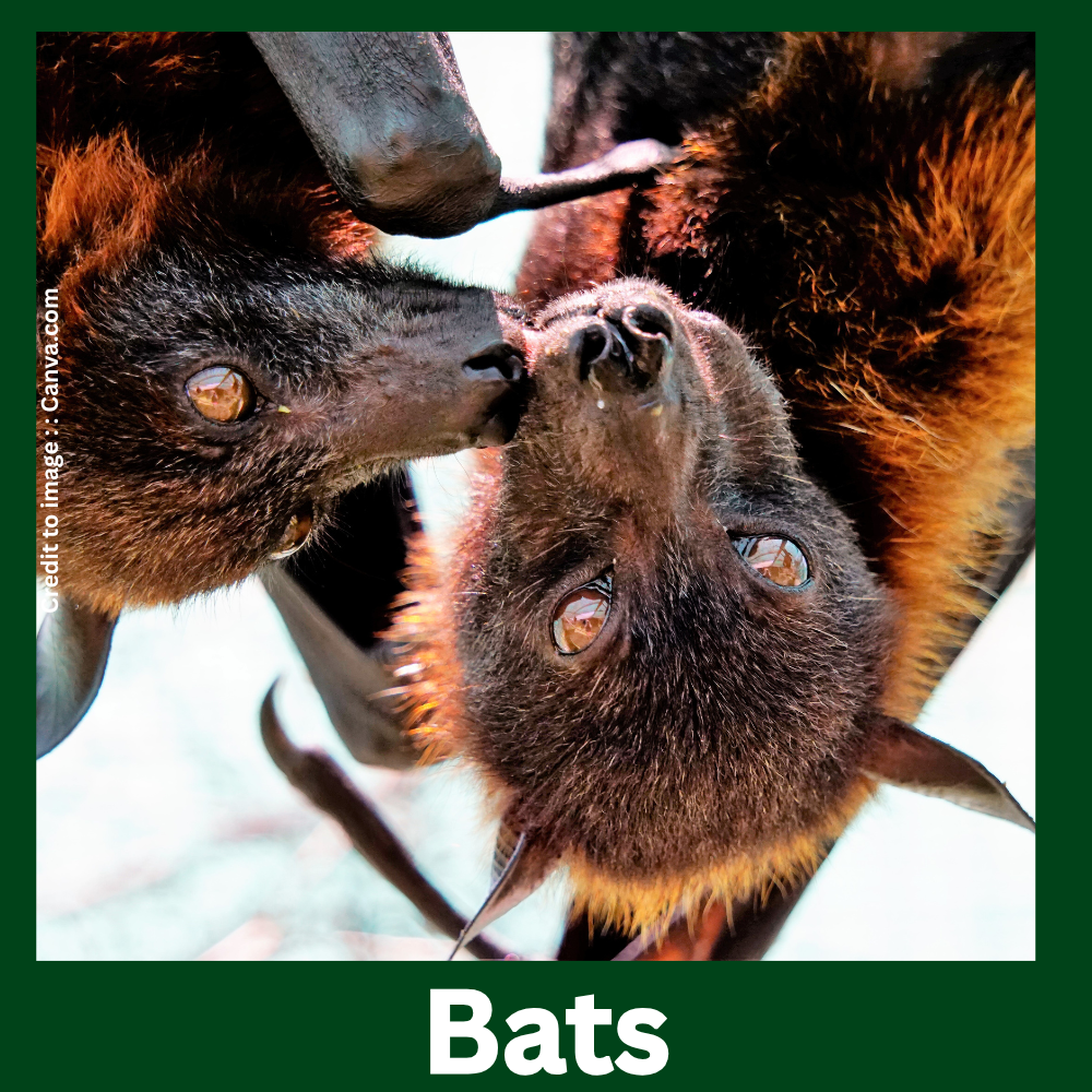 Bats-Prakriti Darshan Nature and Environment Magazine