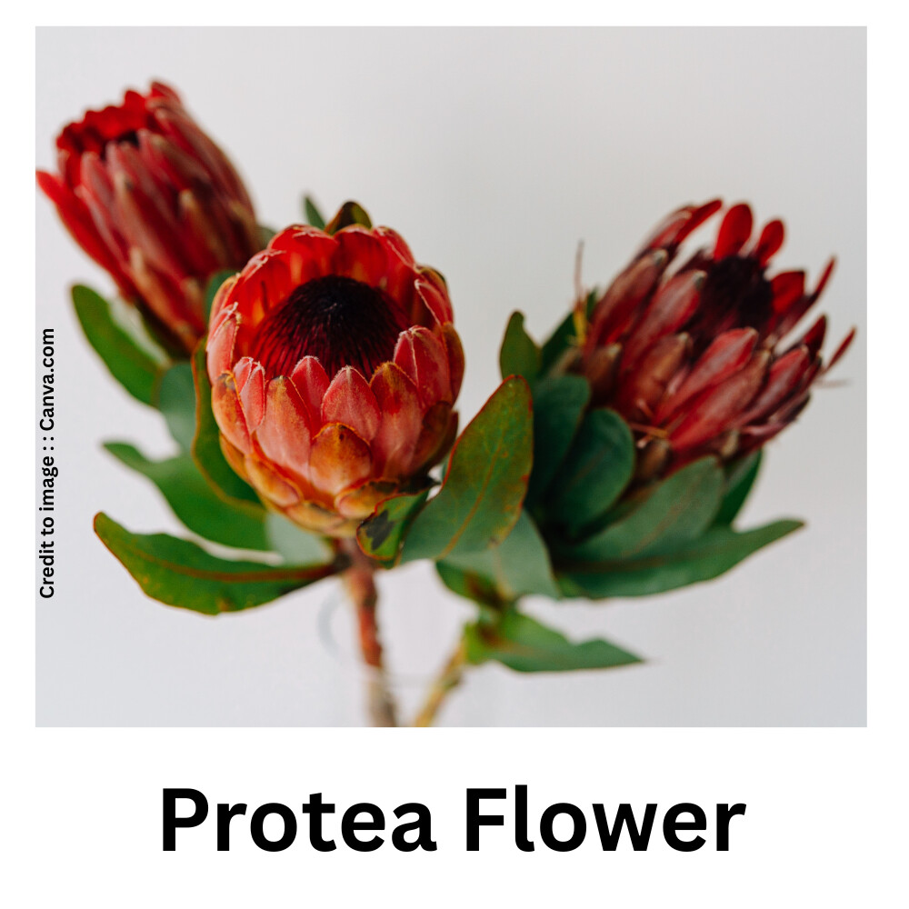 Protea Flower- Prakriti Darshan- Nature and Environment Magazine