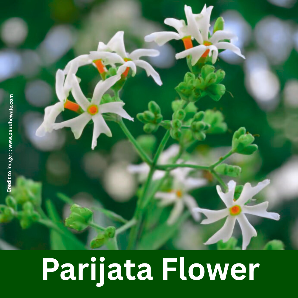 Parijata Flower- Prakriti Darshan- Nature and Environment Magazine