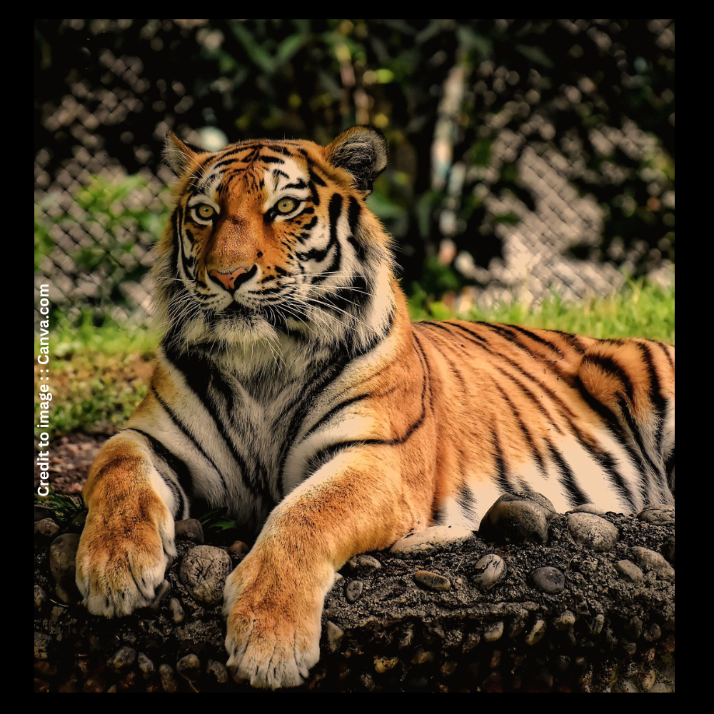 Tiger Conservation-Prakrit Darshan-Nature and Environment Magazine
