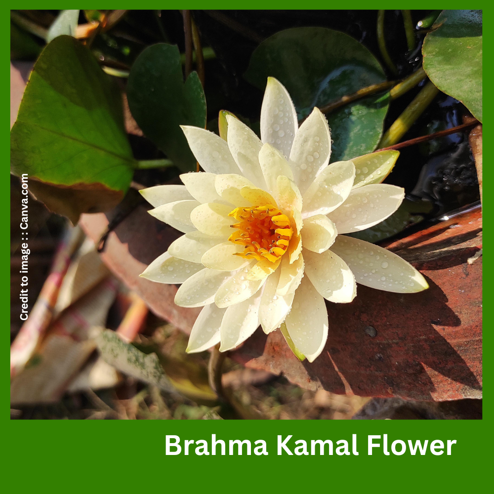 Brahma Kamal Flower- Prakriti Darshan- Nature and Environment Magazine