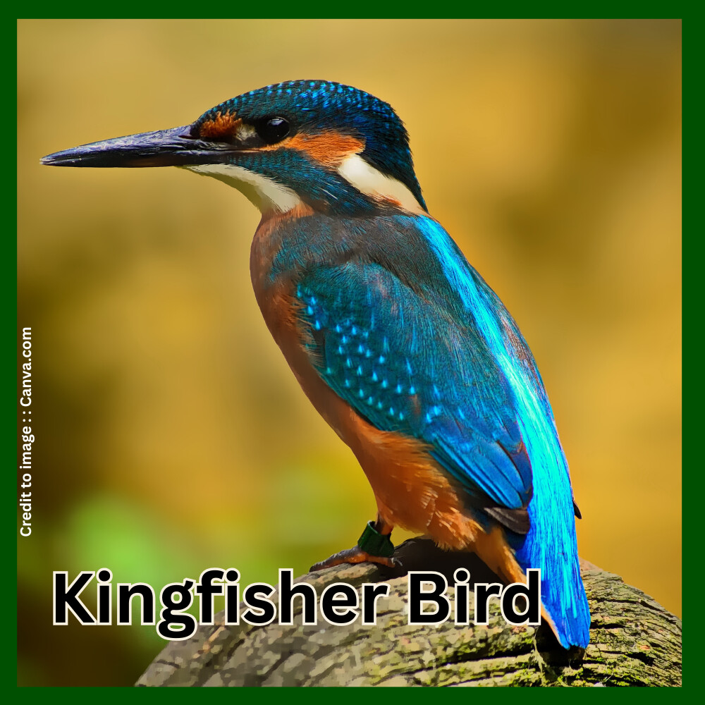 Kingfisher Bird-Prakriti Darshan Nature and Environment Magazine