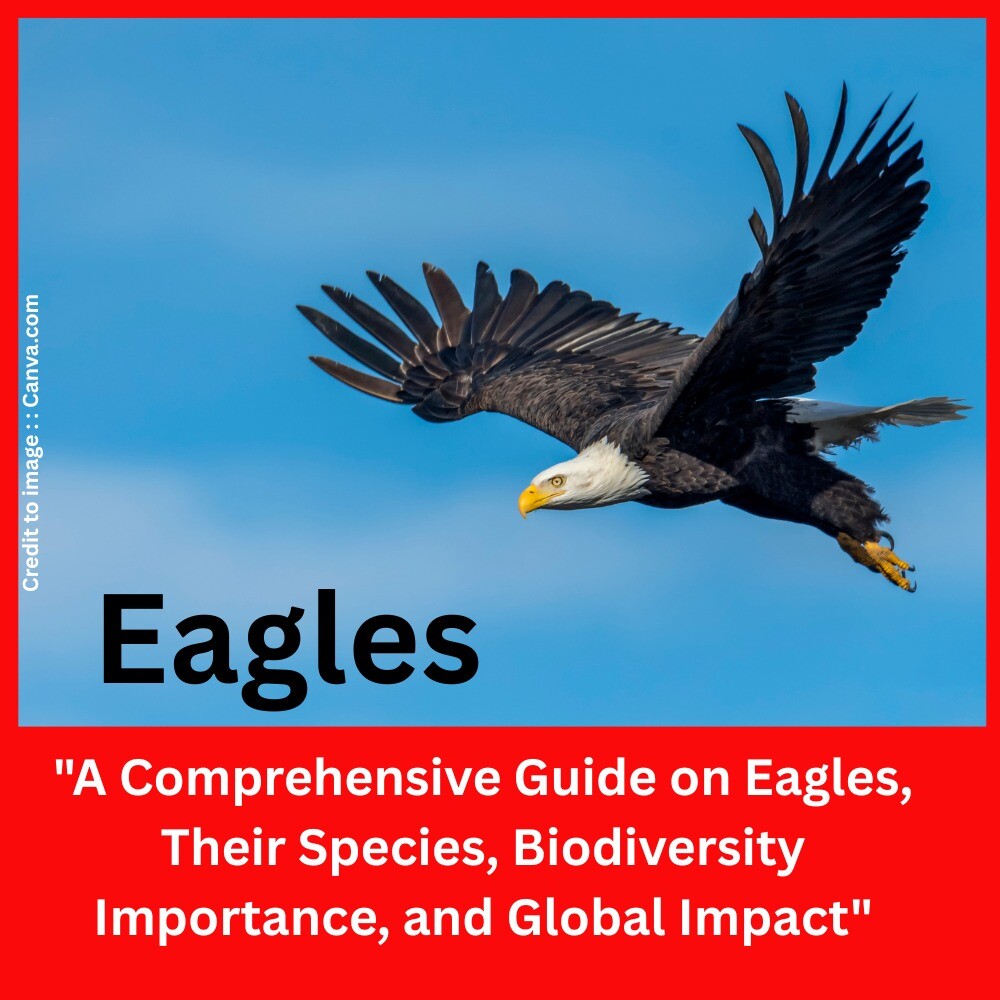 Eagle