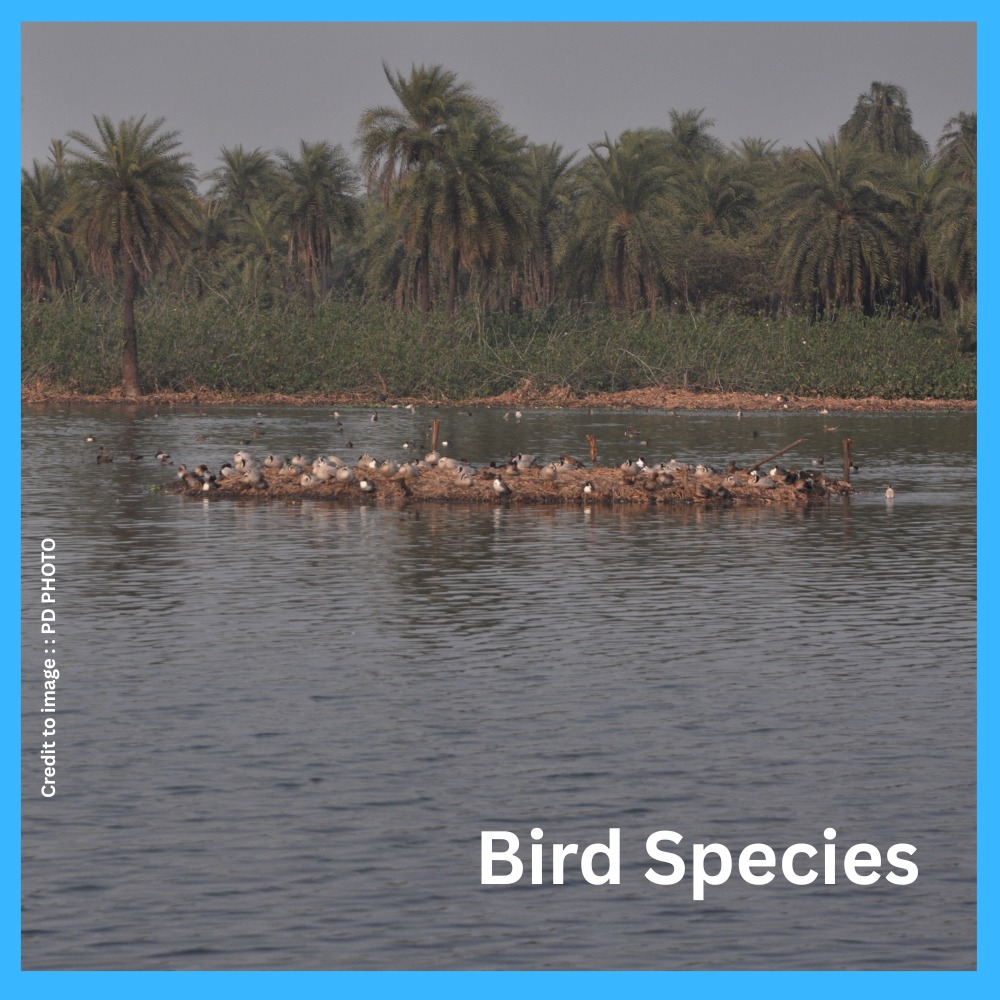 Sustainable Development and Endangered Bird