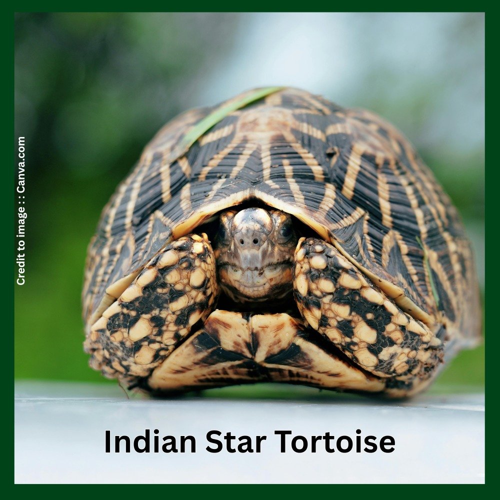 Indian Star Tortoise (Geochelone elegans).
Tortoise Role in Biodiversity & Ecosystem Health