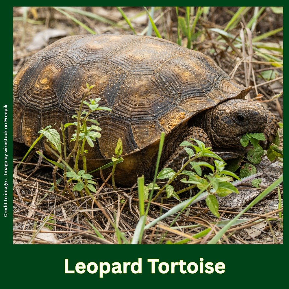 Tortoise Role in Biodiversity & Ecosystem Health