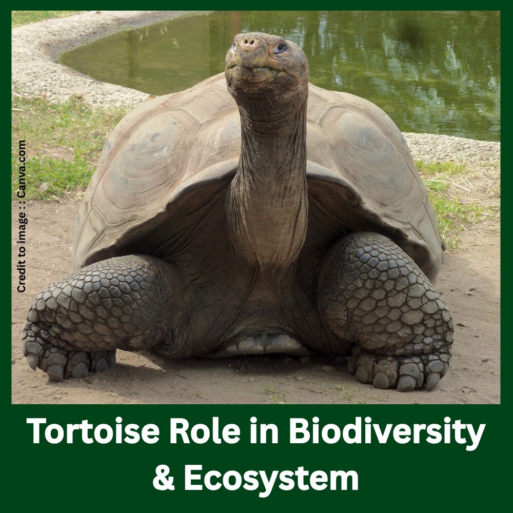 Tortoise Role in Biodiversity & Ecosystem