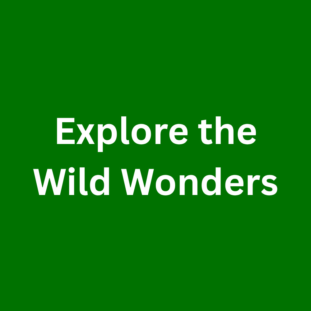 Explore the Wild Wonders