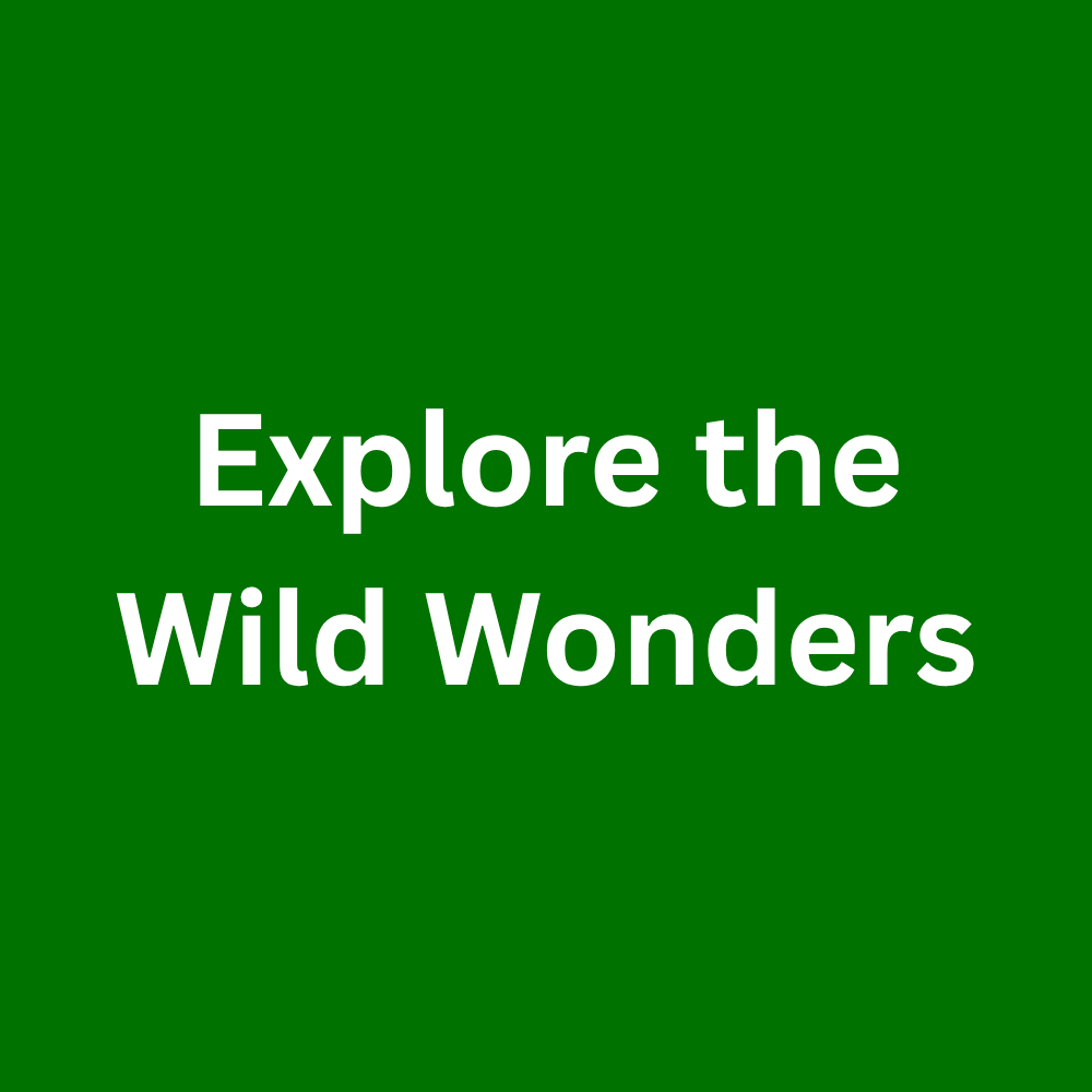 Explore the Wild Wonders