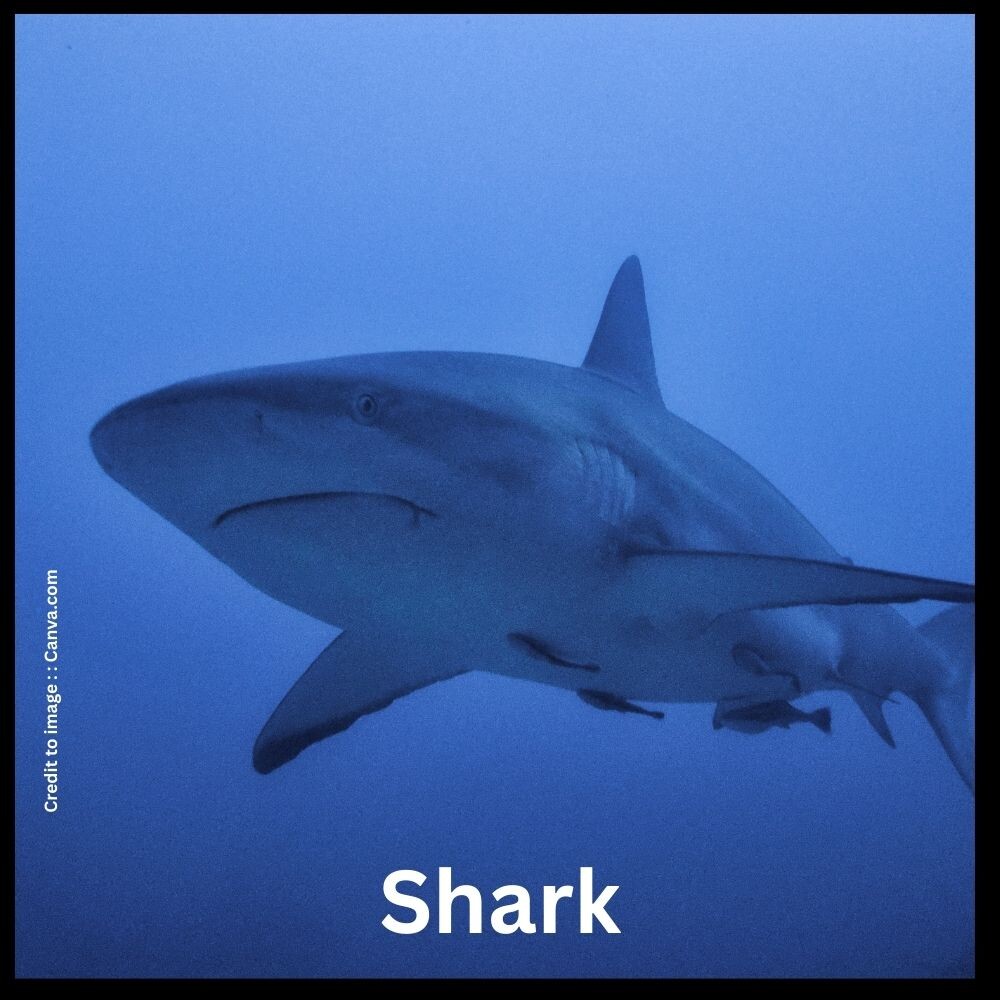 Shark - Prakriti Darshan Nature and Environment Magazine