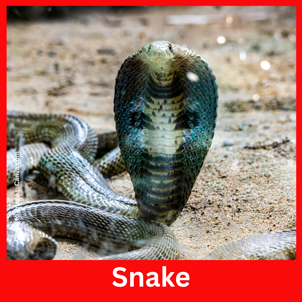Snake - Prakriti Darshan Nature and Environment Magazine