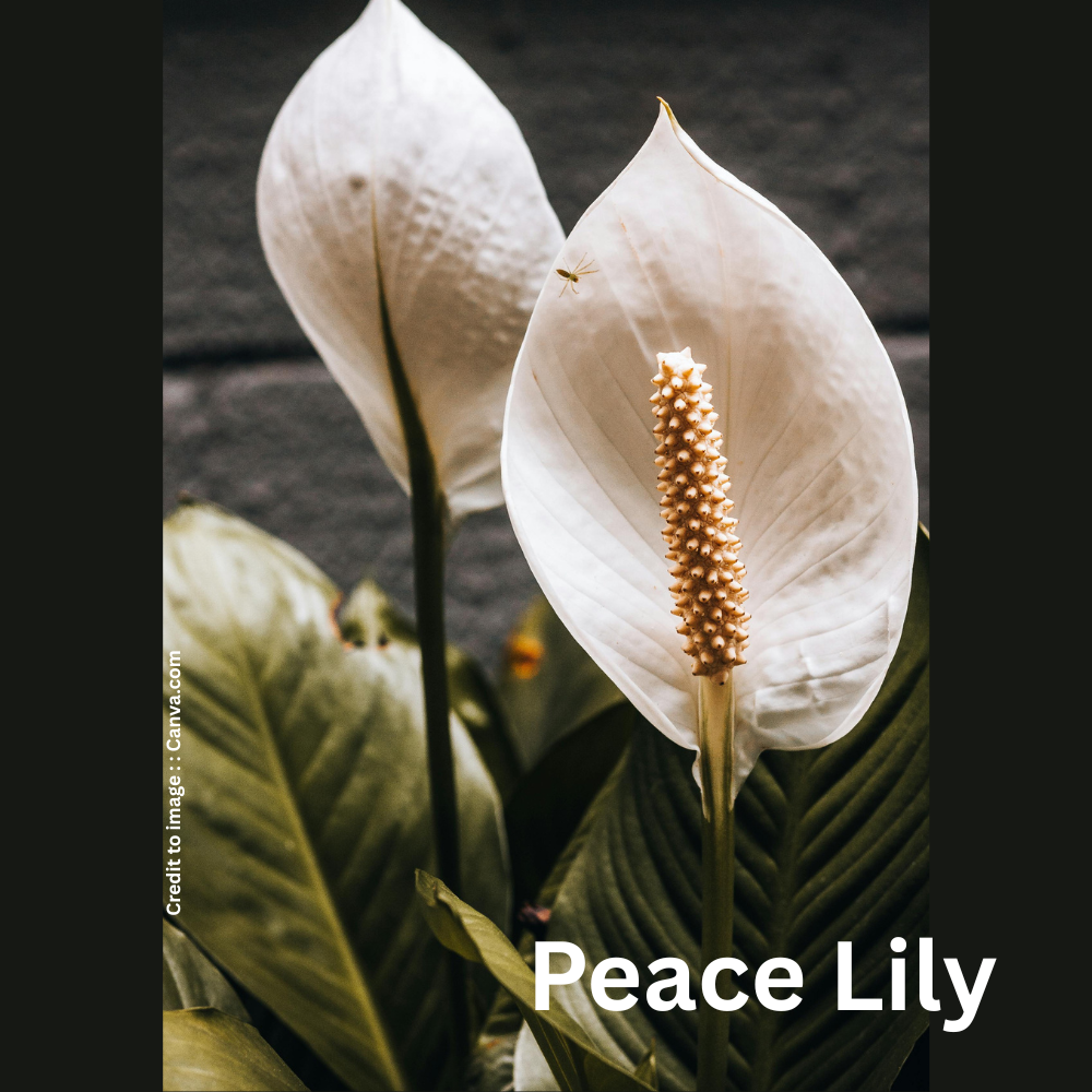 Peace Lily- Prakriti Darshan Nature and Environment Magazine