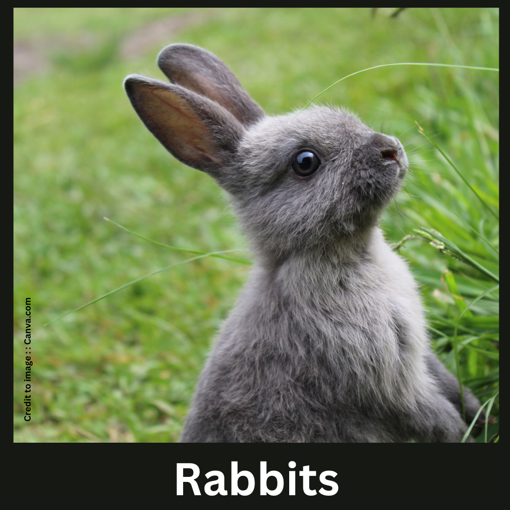 Rabbits - Prakriti Darshan Nature and Environment Magazine