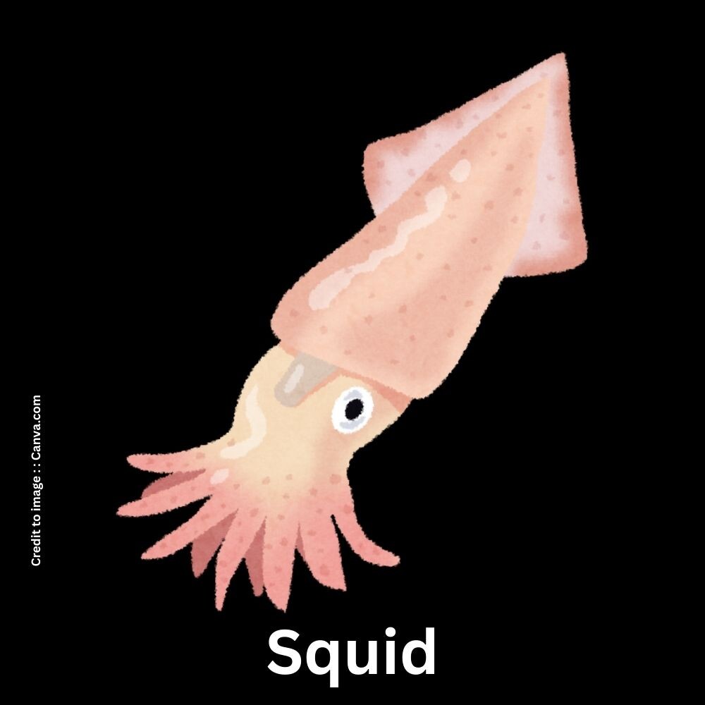 Squid - Prakriti Darshan Nature and Environment Magazine 