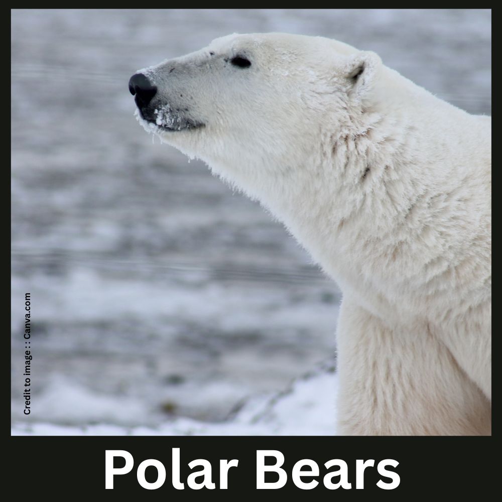 Polar Bears - Prakriti Darshan Nature and Environment Magazine 