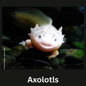 Axolotls - Prakriti Darshan Nature and Environment Magazine