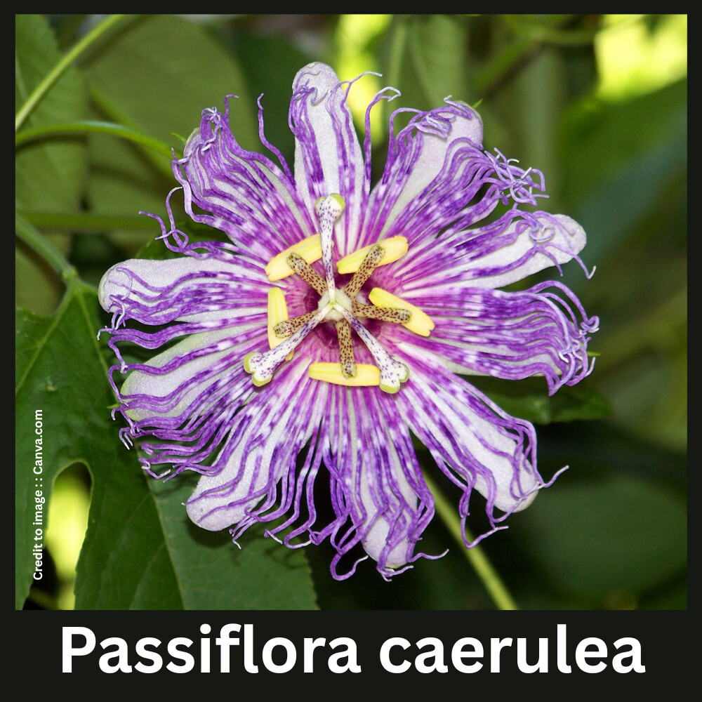 Passiflora caerulea - Prakriti Darshan Nature and Environment Magazine