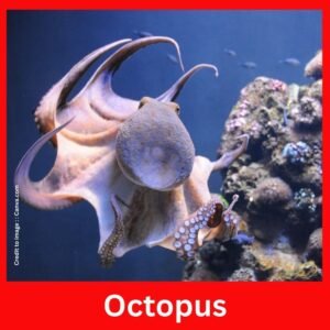 Octopus - Prakriti Darshan Nature and Environment Magazine