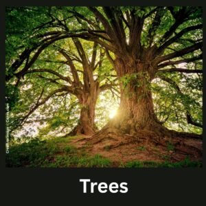 trees - Prakriti Darshan Nature and Environment Magazine