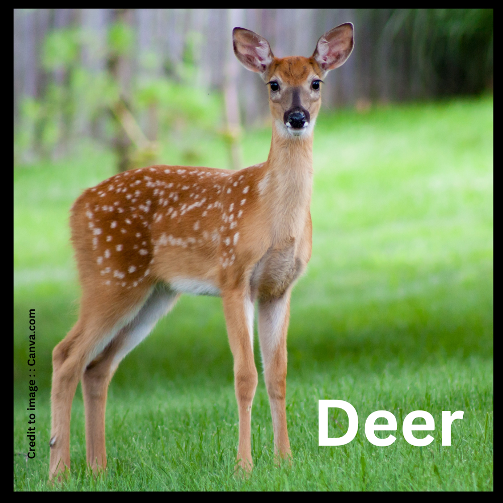 deer- Prakriti Darshan Nature and Environment Magazine