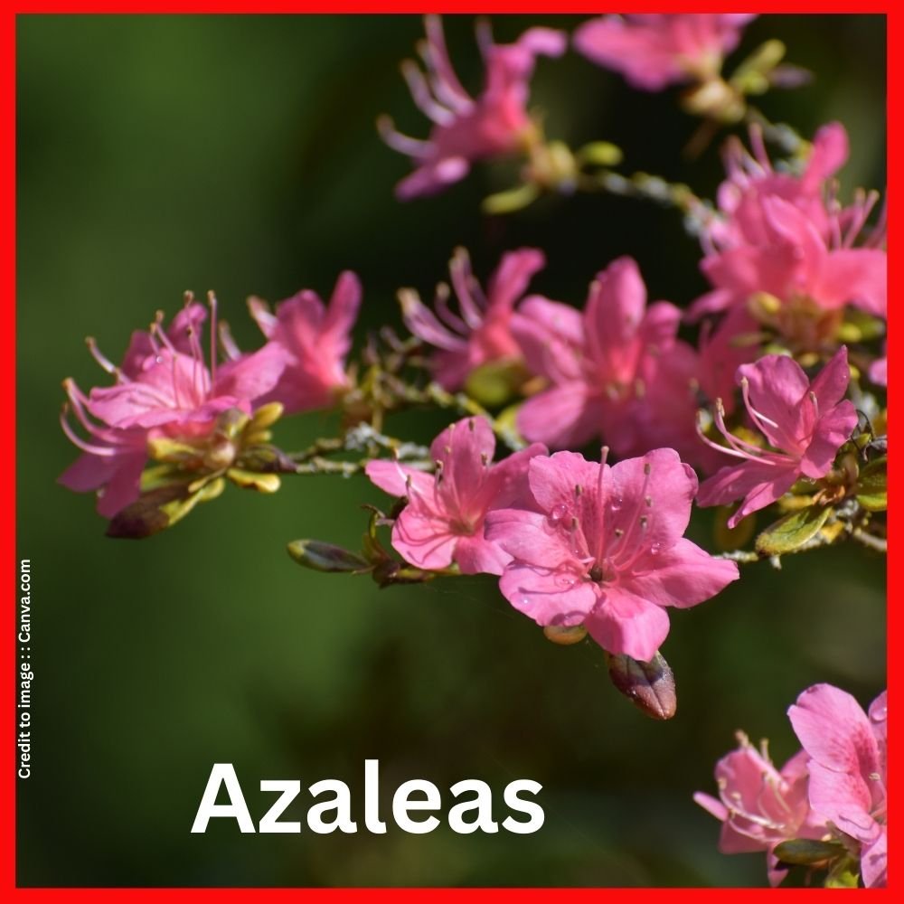 Azaleas - Prakriti Darshan Nature and Environment Magazine 
