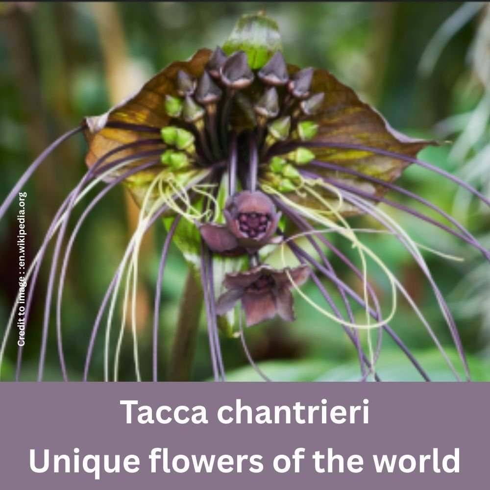Unique flowers of the world - Prakriti Darshan Nature and Environment Magazine