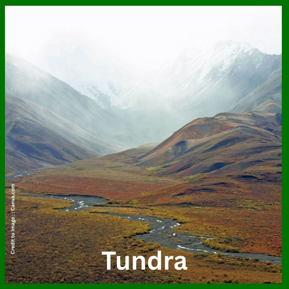 Tundra geographical conditions - Prakriti Darshan Nature and Environment Magazine 