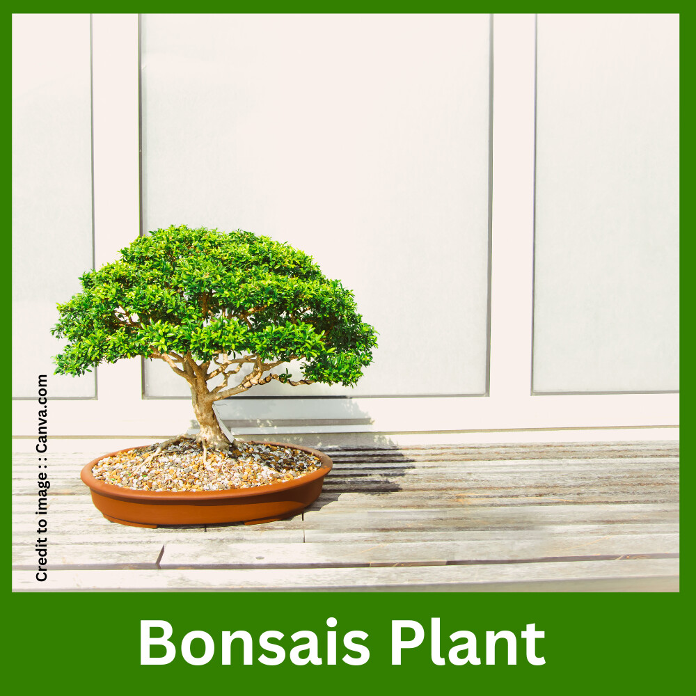 Bonsais Plant - Prakriti Darshan Nature and Environment Magazine