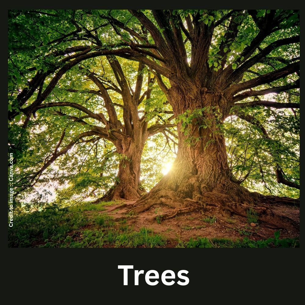 trees - Prakriti Darshan Nature and Environment Magazine