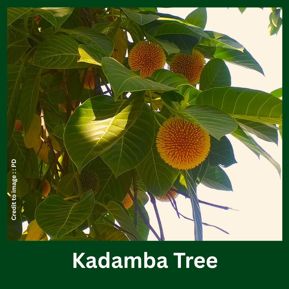 Kadamba Tree uses- Prakriti Darshan Nature and Environment Magazine 